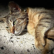 Filousse a rejoint le concours — aidez-le/la à gagner de superbes lots ! cat, tabby, green_eyes, fur, whiskers, paw, lying_down, close_up, floor, speckled_floor, relaxed, pet, animal, domestic_cat, feline, portrait, soft_light, indoor, collar, sleepy