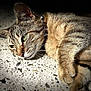 cat, tabby, green_eyes, fur, whiskers, paw, lying_down, close_up, floor, speckled_floor, relaxed, pet, animal, domestic_cat, feline, portrait, soft_light, indoor, collar, sleepy
