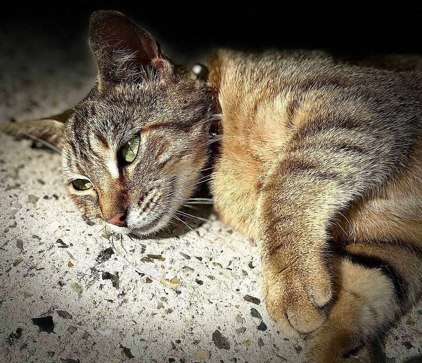 Filousse a rejoint le concours — aidez-le/la à gagner de superbes lots ! cat, tabby, green_eyes, fur, whiskers, paw, lying_down, close_up, floor, speckled_floor, relaxed, pet, animal, domestic_cat, feline, portrait, soft_light, indoor, collar, sleepy