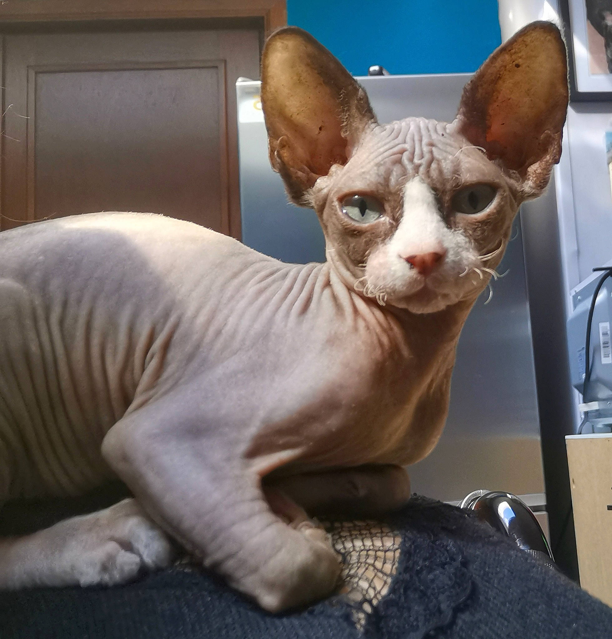 Noor participe au concours pour gagner de l'argent avec cette photo : carnivore, cat, cornish_rex, devon_rex, donskoy, felidae, kitten, mammal, oriental_shorthair, peterbald, rex_cat, small_to_medium_sized_cats, snout, sphynx, ukrainian_levkoy, vertebrate, whiskers