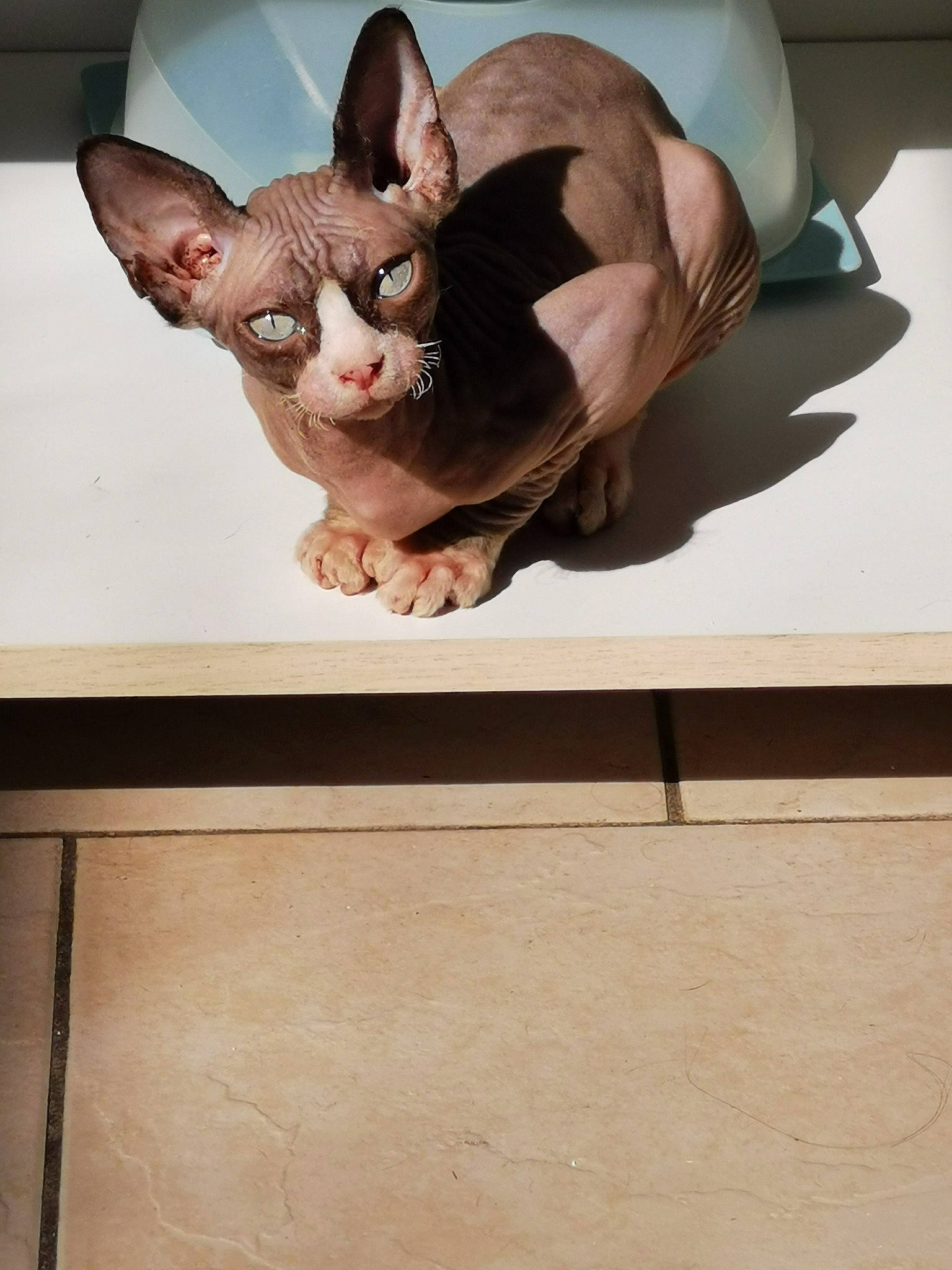 Noor a rejoint le concours — aidez-le/la à gagner de superbes lots ! asian, carnivore, cat, cornish_rex, devon_rex, donskoy, ear, fawn, felidae, mammal, oriental_shorthair, peterbald, rex_cat, small_to_medium_sized_cats, sphynx, ukrainian_levkoy, whiskers
