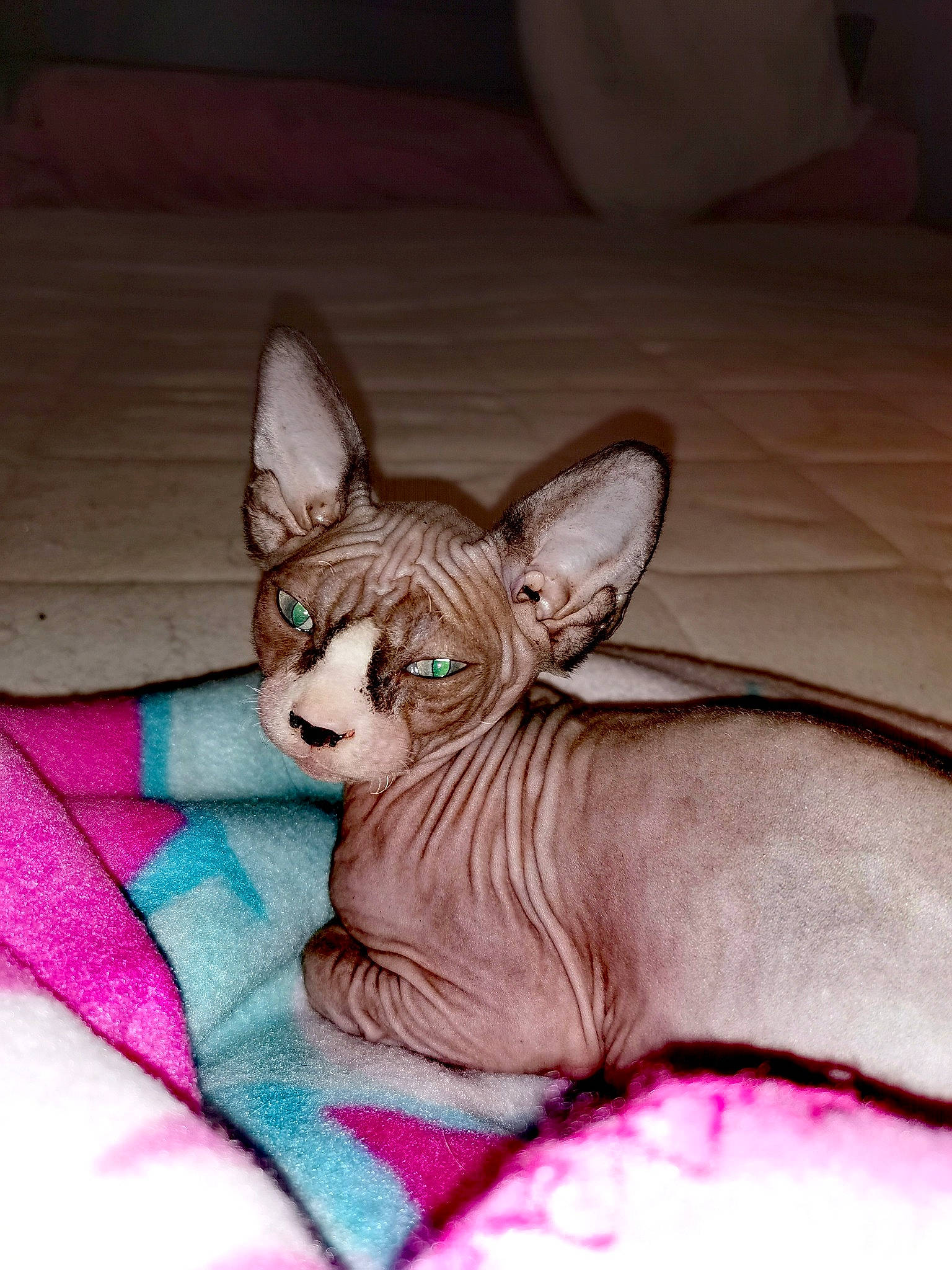 Noor participe au concours pour gagner de l'argent avec cette photo : american_hairless_terrier, canidae, carnivore, cat, dog_breed, donskoy, ear, fawn, felidae, mammal, peterbald, small_to_medium_sized_cats, sphynx, vertebrate, whiskers