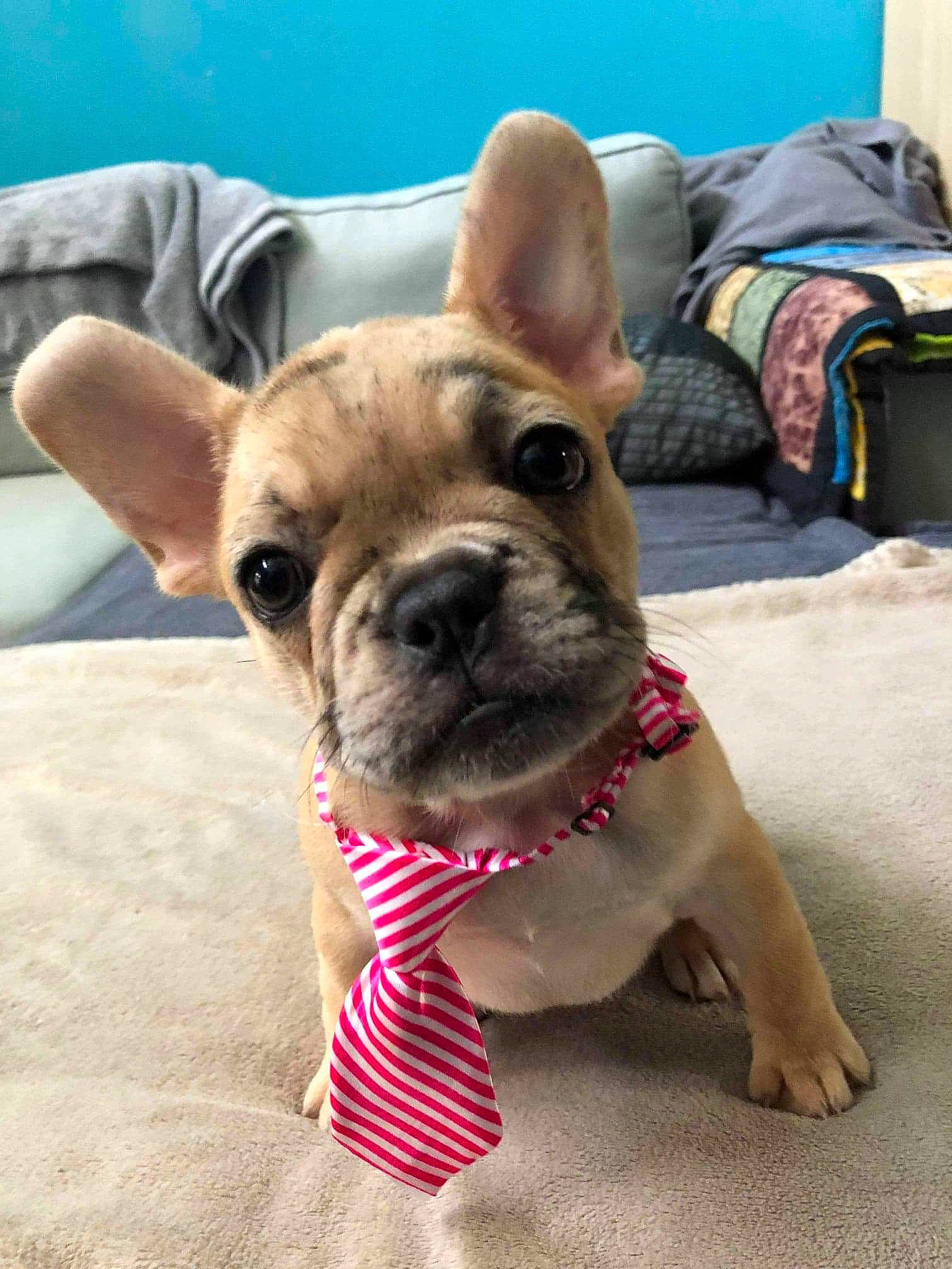 Diana participe au concours pour gagner de l'argent avec cette photo : ancient_dog_breeds, bulldog, canidae, carnivore, companion_dog, dog, dog_breed, ear, fawn, french_bulldog, mammal, non_sporting_group, pug, puppy, puppy_love, rare_breed_dog, snout, toy_bulldog, toy_dog, vertebrate