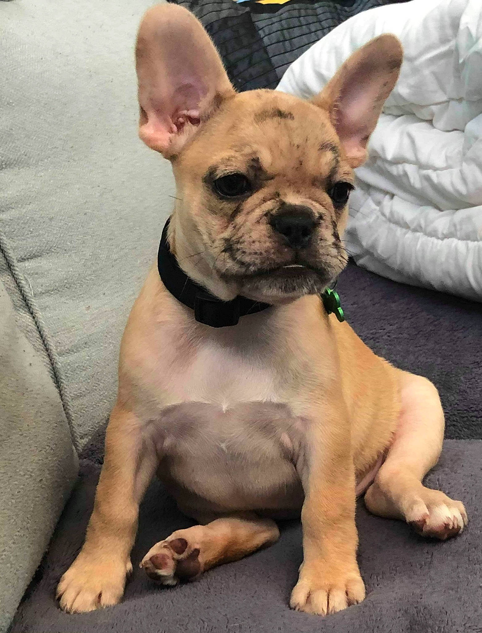 Diana participe au concours pour gagner de l'argent avec cette photo : ancient_dog_breeds, bulldog, canidae, carnivore, companion_dog, dog, dog_breed, fawn, french_bulldog, mammal, molosser, non_sporting_group, puppy, rare_breed_dog, skin, snout, sporting_group, toy_bulldog, vertebrate, whiskers