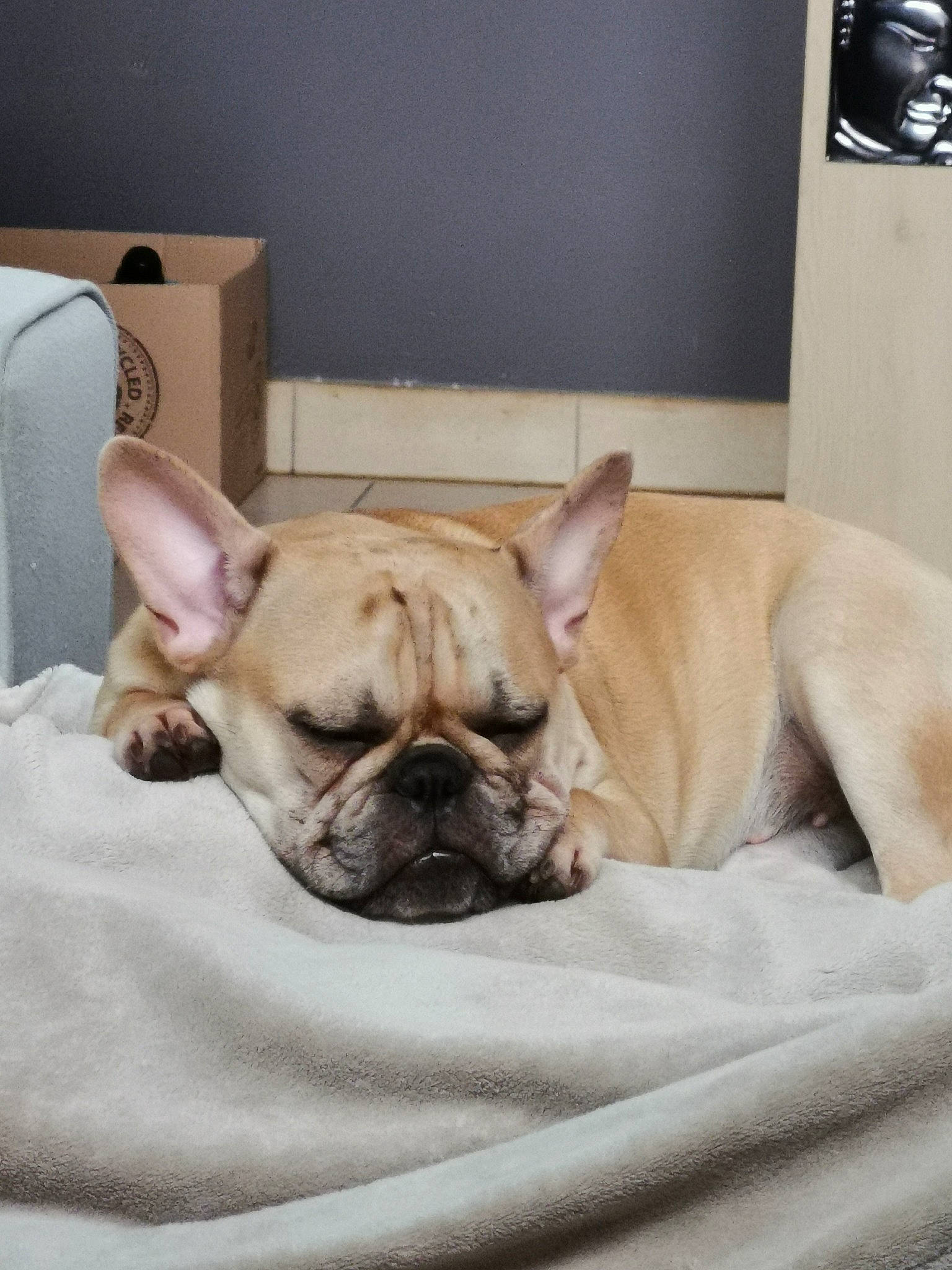 Diana a rejoint le concours — aidez-le/la à gagner de superbes lots ! bulldog, canidae, carnivore, companion_dog, dog, dog_breed, ear, fawn, french_bulldog, mammal, molosser, nap, non_sporting_group, nose, old_english_bulldog, puppy, skin, snout, toy_bulldog, vertebrate