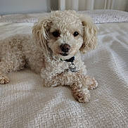 Toby joined the competition — help win amazing prizes! dog, curly_fur, cream_color, pet, bed, blanket, indoor, collar, cute, animal, fur, relaxed, looking_at_camera, paw, small_dog, companion, cozy, home, portrait, resting