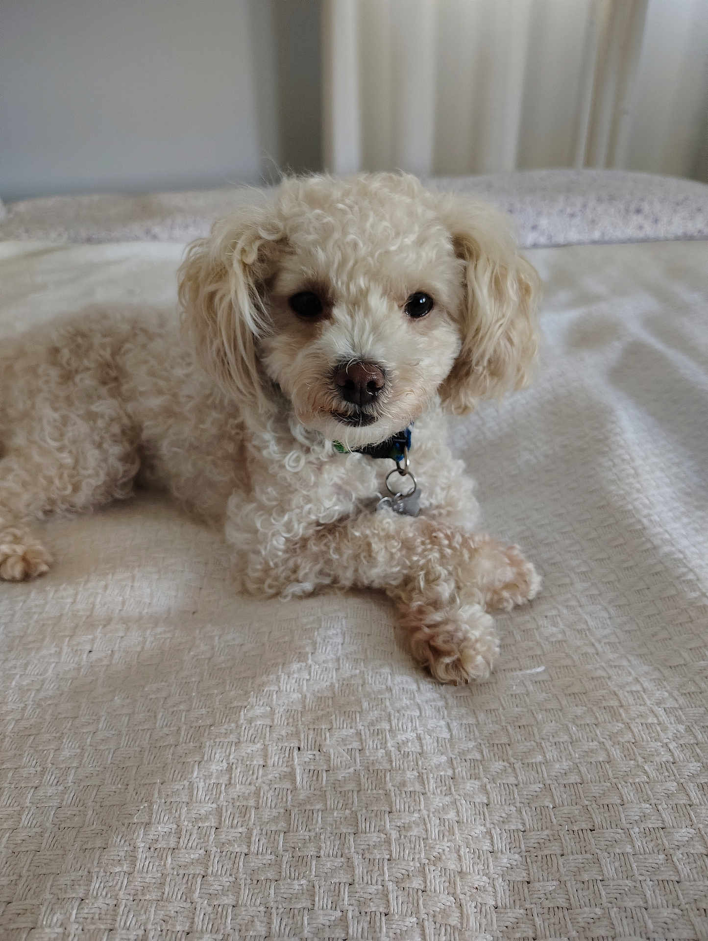 Toby