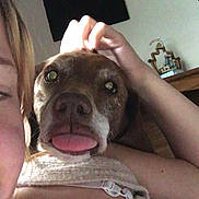 Tiffany is registered to the contest to win money with this photo: dog, person, face, tongue, selfie, close_up, indoor, hand, shoulder, wall_art, cross, brown_dog, pet, animal, playful, portrait, furniture, skin, clothing, home