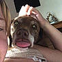 dog, person, face, tongue, selfie, close_up, indoor, hand, shoulder, wall_art, cross, brown_dog, pet, animal, playful, portrait, furniture, skin, clothing, home