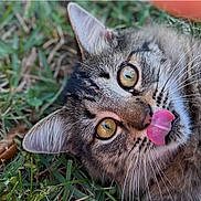 Smokey is registered to the contest to win money with this photo: animal, cat, close_up, cute, ears, expression, eyes, feline, fur, grass, greenery, lying_down, muzzle, nature, outdoor, pet, playful, tabby_cat, tongue_out, whiskers