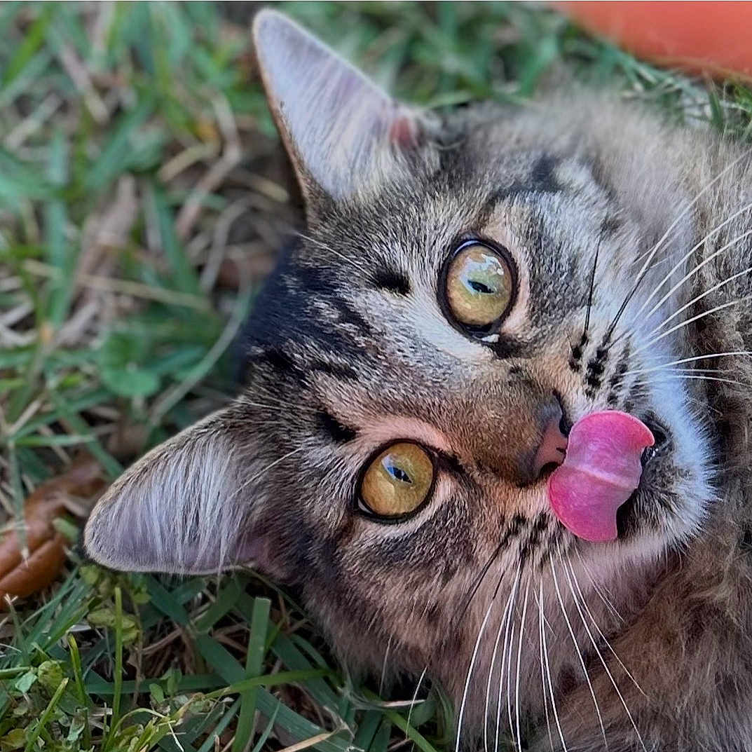 Smokey is registered to the contest to win money with this photo: animal, cat, close_up, cute, ears, expression, eyes, feline, fur, grass, greenery, lying_down, muzzle, nature, outdoor, pet, playful, tabby_cat, tongue_out, whiskers