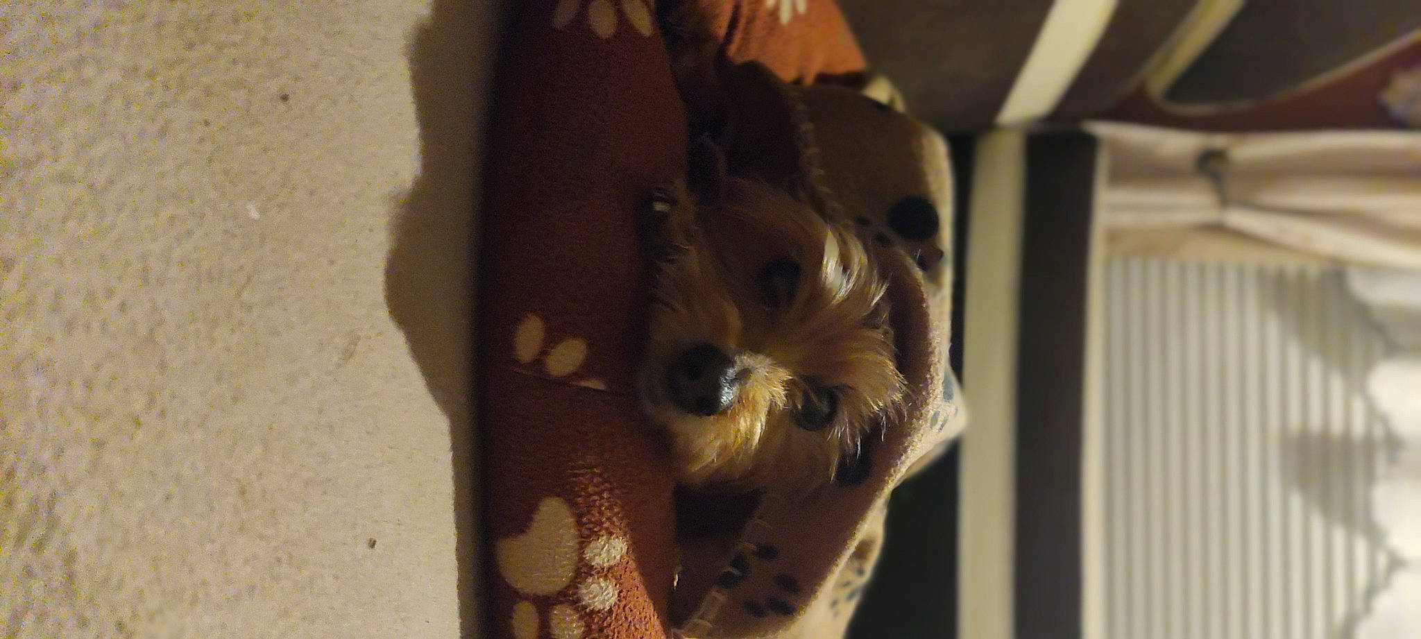 Zaza a rejoint le concours — aidez-le/la à gagner de superbes lots ! canidae, carnivore, companion_dog, dog_breed, door, fawn, felidae, fur, muroidea, rat, rodent, room, small_to_medium_sized_cats, snout, squirrel, tail, toy_dog, whiskers, wildlife, wood