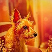 Zaza participe au concours pour gagner de l'argent avec cette photo : animal, autumn, background_blur, bokeh, calm, closeup, cute, decorative, dog, ears, fluffy, furry, indoor, leaves, orange, pet, portrait, side_view, soft_focus, warm_light