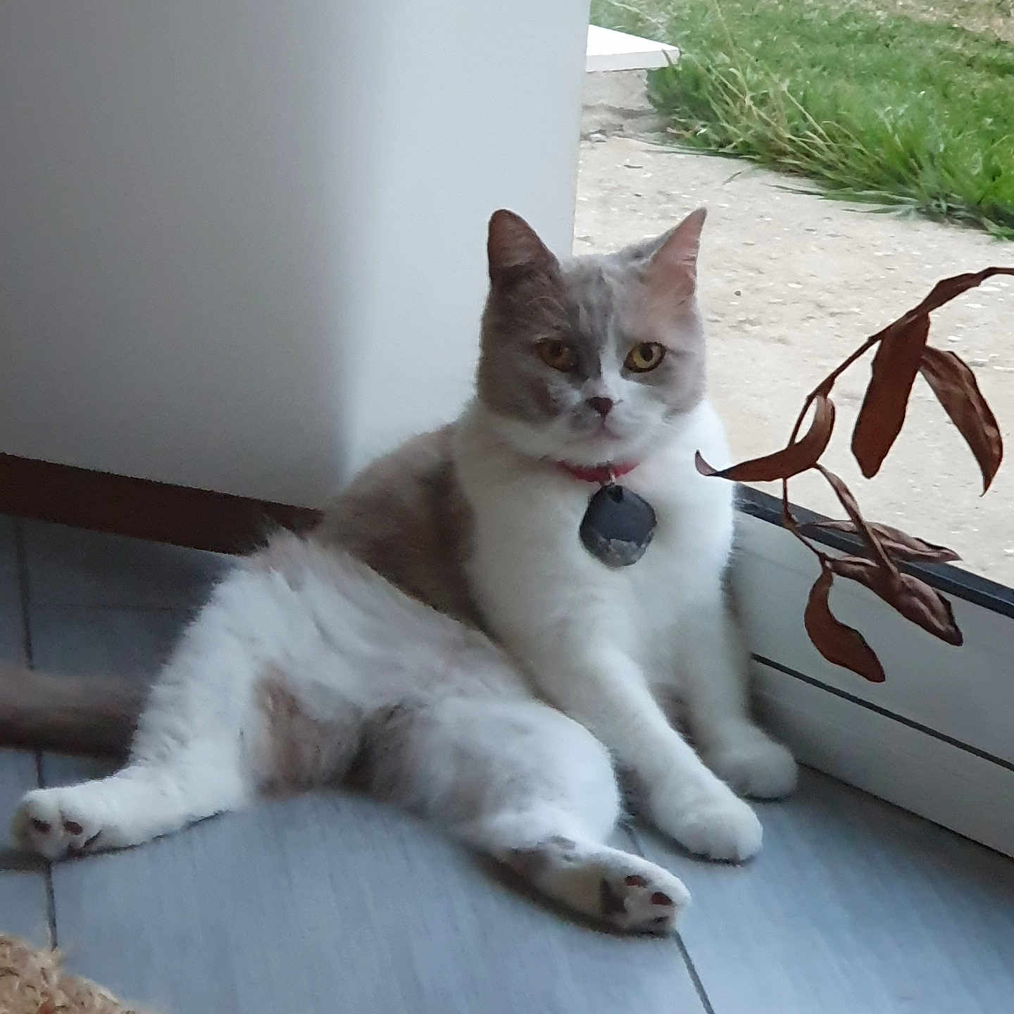 Poumba participe au concours pour gagner de l'argent avec cette photo : animal, cat, collar, cozy, domestic, dried_leaves, feline, floor, glass_door, home, indoor, indoor_lighting, lounging, paw, pet, plant, relaxed, tile_floor, white_and_gray, window