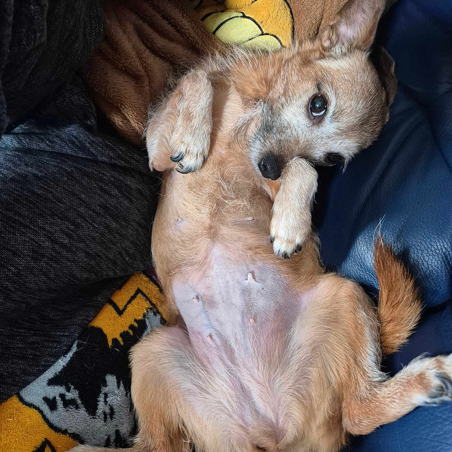 Isis participe au concours pour gagner de l'argent avec cette photo : animal, blanket, canine, cat, chair, chihuahua, cockerspaniel, couch, cushion, dog, furniture, goldenretriever, homedecor, hound, kitten, person, pet, puppy, sleeping, terrier