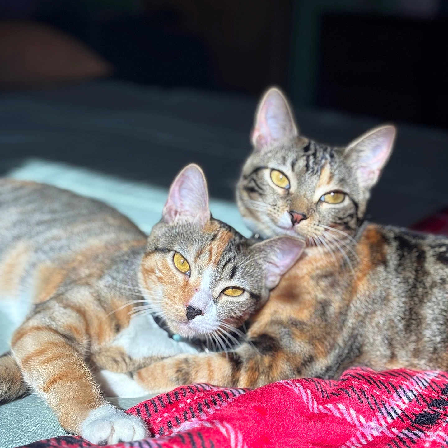 Gemma Genesis is registered to the contest to win money with this photo: animal, bed, blanket, cat, collar, cozy, cute, domestic_cat, ears, eyes, feline, fur, indoor, pets, relaxing, resting, sunlight, tabby, two_cats, whiskers
