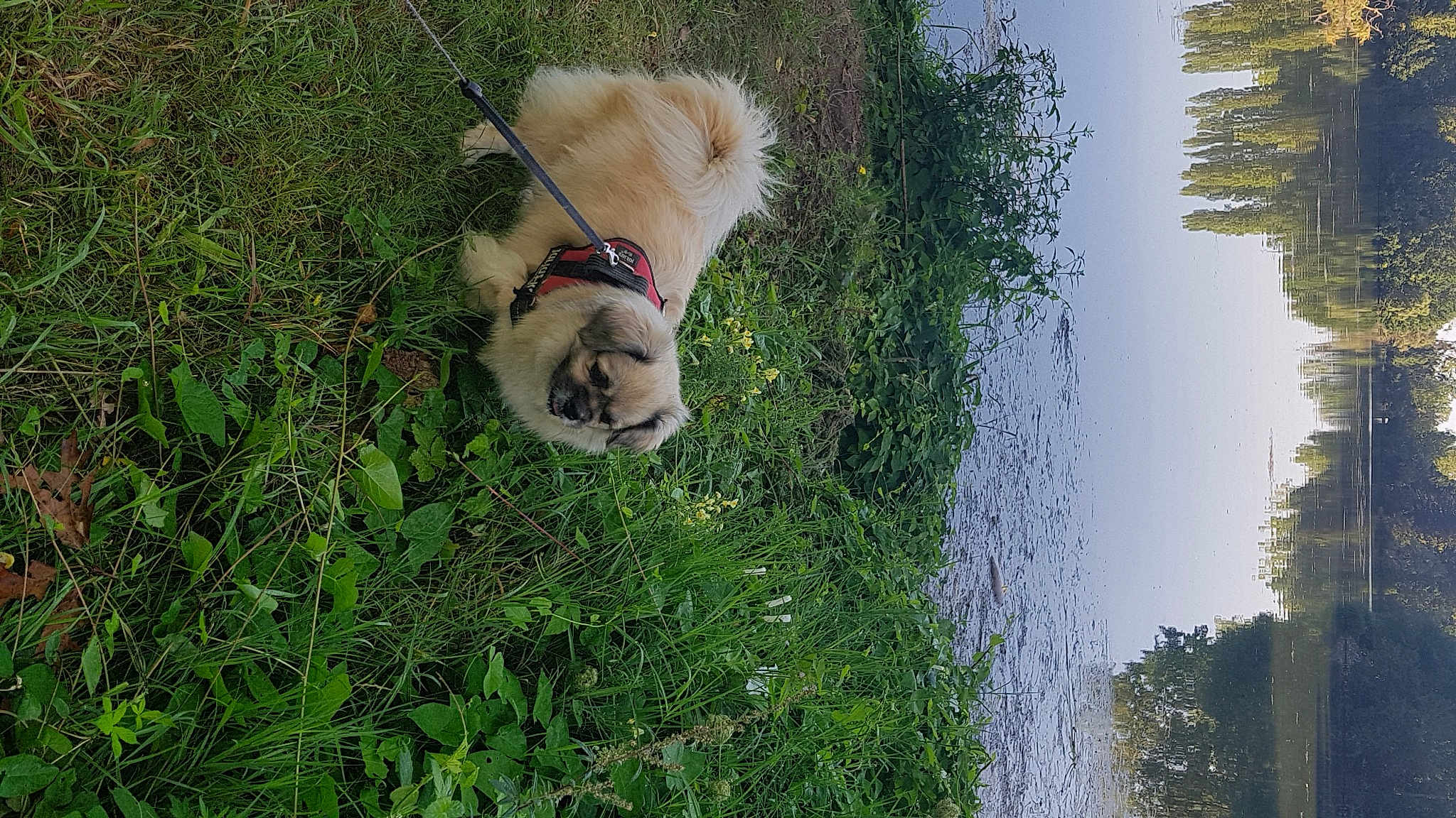 Julius
