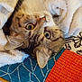 cat, pet, blanket, cozy, curious, wide_eyes, feline, fur, indoor, cushion, pattern, colorful, close_up, cute, resting, soft_texture, comfort, animal, domestic, relaxing