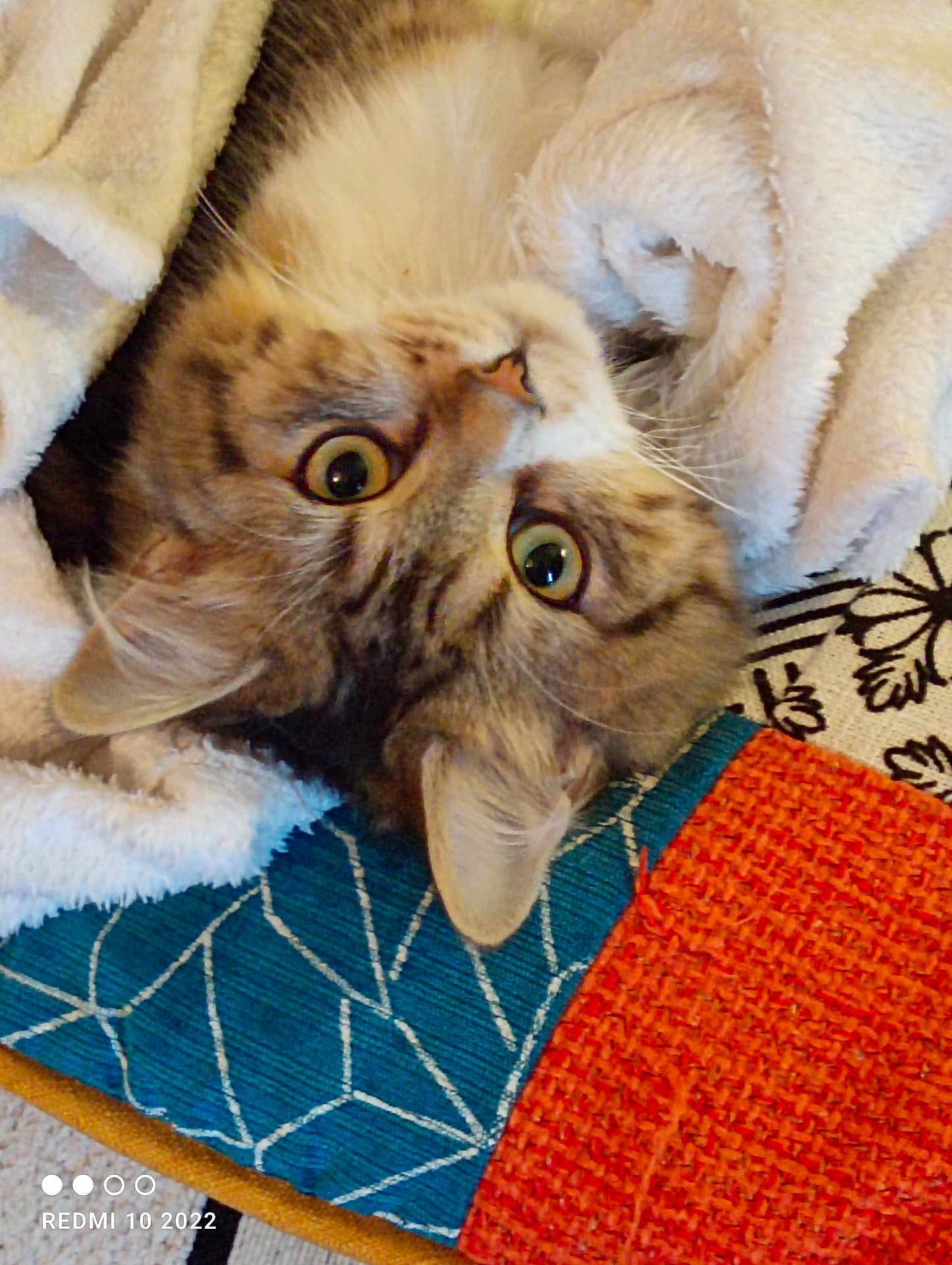 Végas a rejoint le concours — aidez-le/la à gagner de superbes lots ! cat, pet, blanket, cozy, curious, wide_eyes, feline, fur, indoor, cushion, pattern, colorful, close_up, cute, resting, soft_texture, comfort, animal, domestic, relaxing