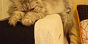 Prune participe au concours pour gagner de l'argent avec cette photo : angora, animal, architecture, armchair, blanket, cat, chair, couch, cushion, furniture, homedecor, kitten, linen, manx, person, pet, siamese, sleeping, towel, wood