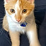 Milo is registered to the contest to win money with this photo: kitten, cat, orange_and_white, collar, pet, animal, feline, young, whiskers, ears, eyes, cute, domestic, indoor, blanket, fur, front_paws, curious, closeup, adorable