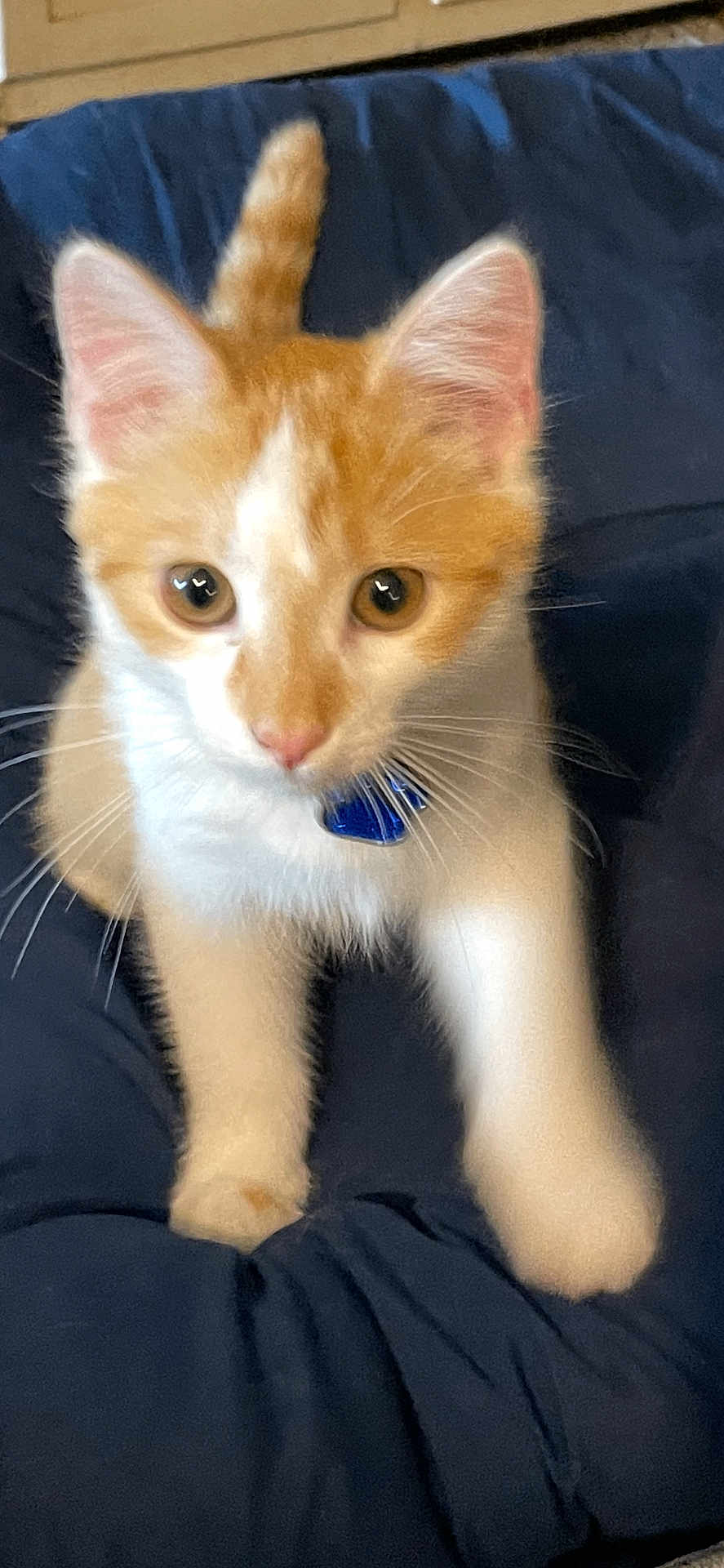 Milo is registered to the contest to win money with this photo: kitten, cat, orange_and_white, collar, pet, animal, feline, young, whiskers, ears, eyes, cute, domestic, indoor, blanket, fur, front_paws, curious, closeup, adorable