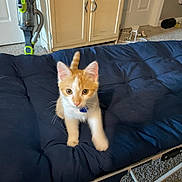 Milo joined the competition — help win amazing prizes! kitten, cat, orange_and_white, blue_collar, cushioned_chair, indoor, carpet, vacuum_cleaner, cabinet, furniture, pet, curious, young_animal, domestic_cat, small_cat, looking, wide_eyes, home, cozy, lived_in