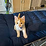 kitten, cat, orange_and_white, blue_collar, cushioned_chair, indoor, carpet, vacuum_cleaner, cabinet, furniture, pet, curious, young_animal, domestic_cat, small_cat, looking, wide_eyes, home, cozy, lived_in
