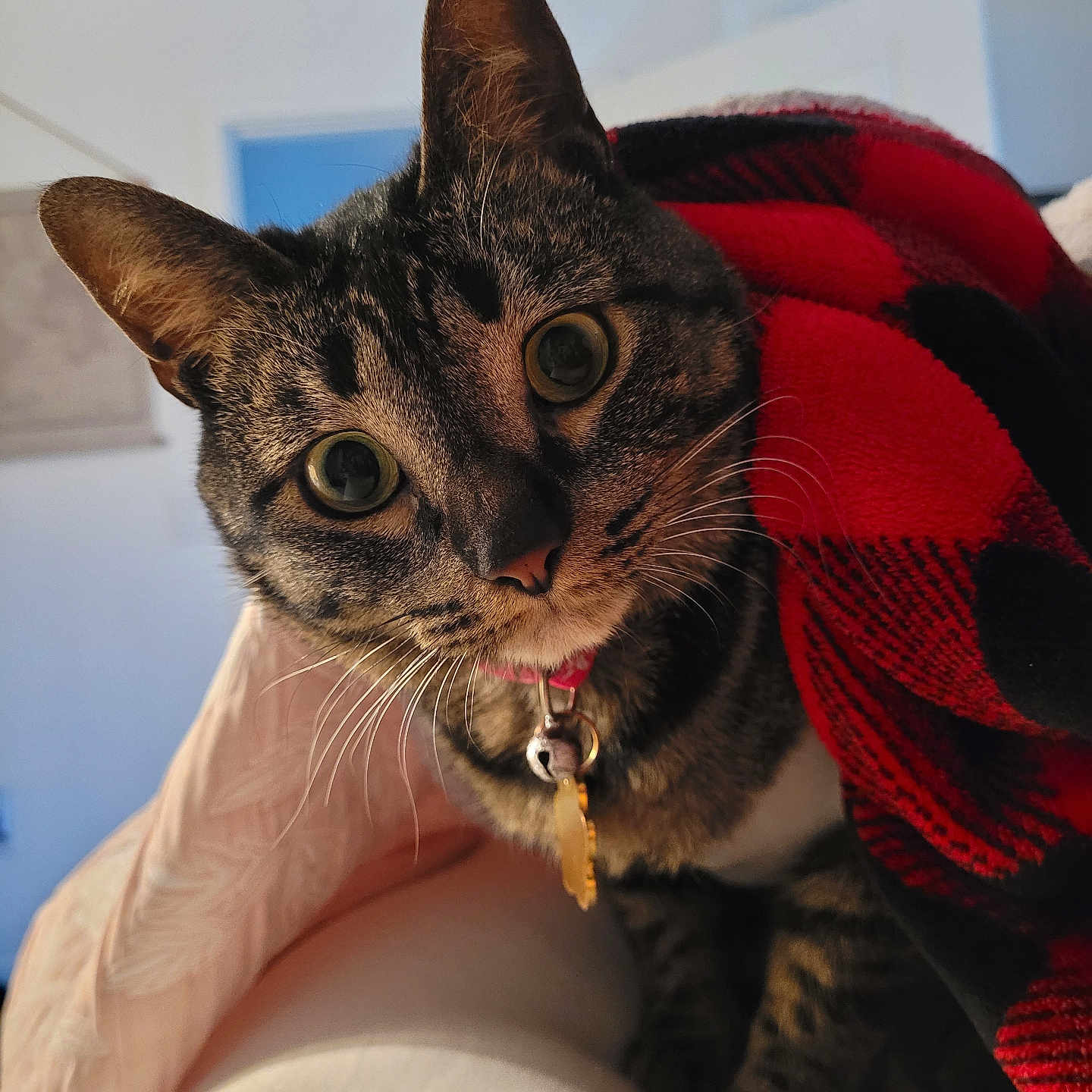 Frida is registered to the contest to win money with this photo: animal, bell, black, blanket, cat, closeup, collar, cozy, curious, cute, domestic, ears, eyes, feline, fur, indoor, pet, red, tabby, whiskers