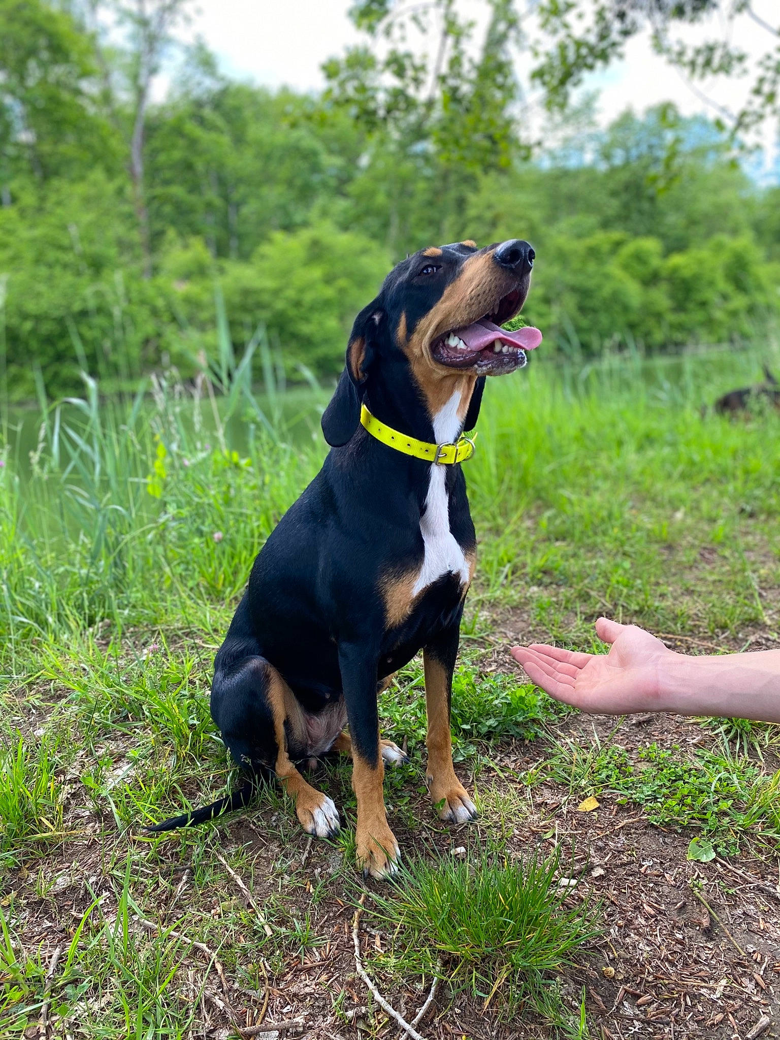 Rita a rejoint le concours — aidez-le/la à gagner de superbes lots ! canidae, carnivore, collar, companion_dog, dog, dog_breed, grass, guard_dog, happy, hound, mammal, montenegrin_mountain_hound, plant, scent_hound, sky, snout, sporting_group, tree, working_animal, working_dog