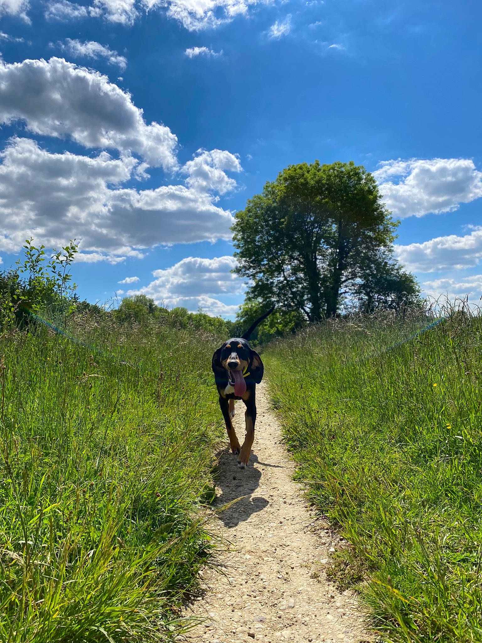 Rita participe au concours pour gagner de l'argent avec cette photo : agriculture, cloud, cumulus, grass, grass_family, grassland, hiking, hill, landscape, leisure, meadow, natural_landscape, people_in_nature, plant, road, shrub, sky, trail, tree, working_animal