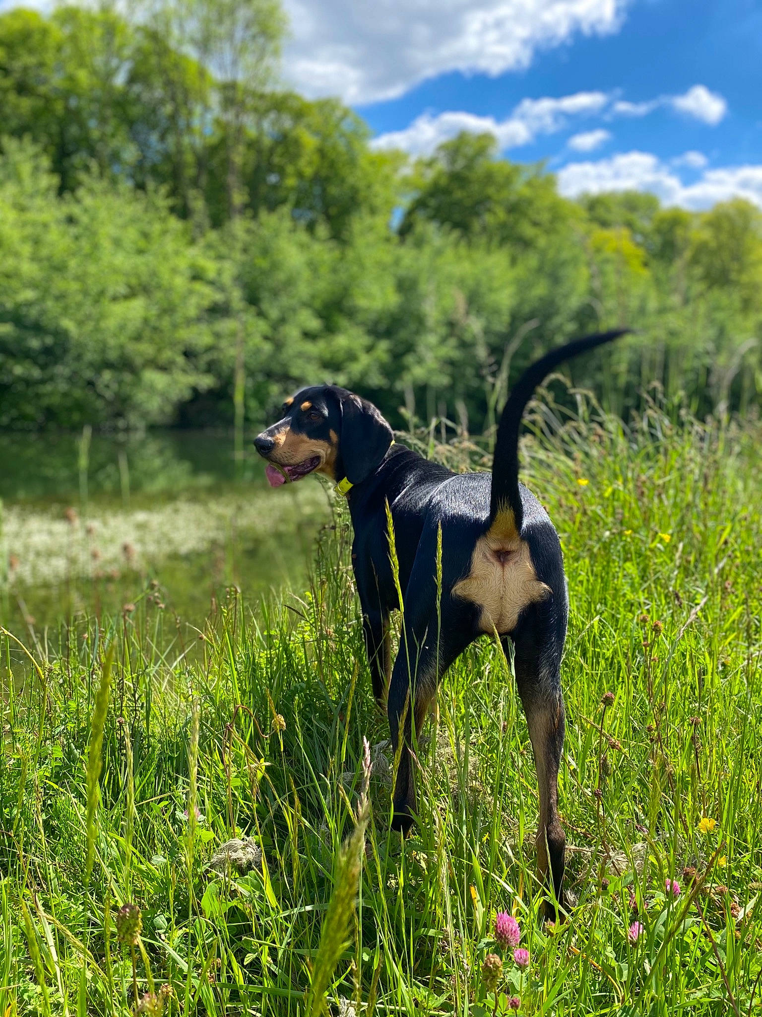 Rita a rejoint le concours — aidez-le/la à gagner de superbes lots ! carnivore, cloud, dog, dog_breed, fawn, field, grass, grassland, meadow, natural_landscape, pasture, plant, plant_community, prairie, sky, sporting_group, tail, terrestrial_animal, tree, working_animal