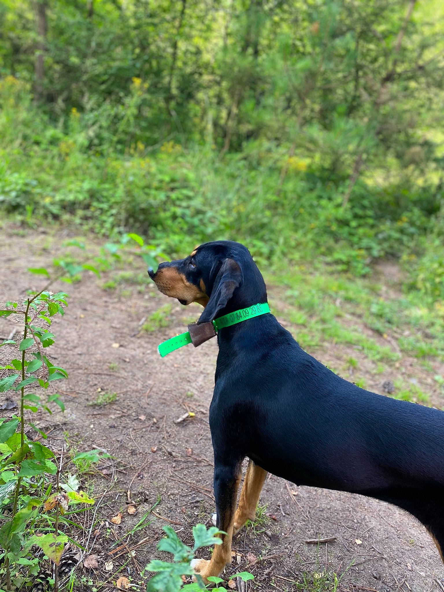 Rita a rejoint le concours — aidez-le/la à gagner de superbes lots ! canidae, carnivore, collar, companion_dog, dobermann, dog, dog_breed, dog_collar, dog_supply, fawn, hound, montenegrin_mountain_hound, plant, snout, sporting_group, tail, terrestrial_animal, tree, working_animal, working_dog