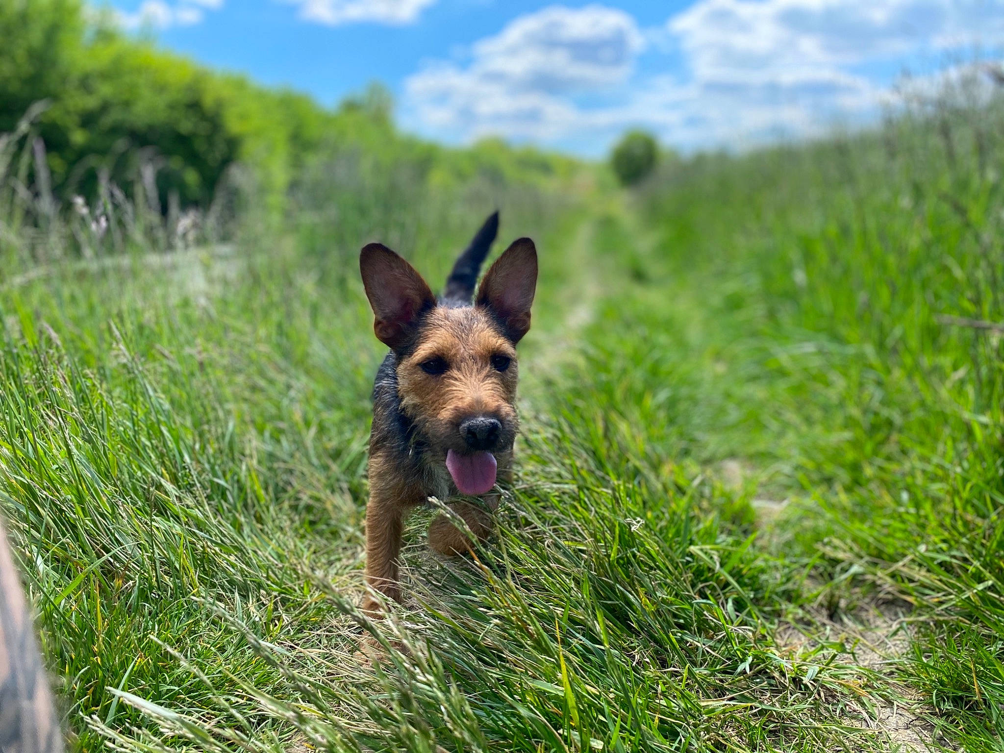 Osiris a rejoint le concours — aidez-le/la à gagner de superbes lots ! canidae, carnivore, cloud, dog, dog_breed, fawn, field, grass, grassland, landscape, natural_landscape, pasture, plant, prairie, sky, snout, sporting_group, terrestrial_animal, tree, wildlife