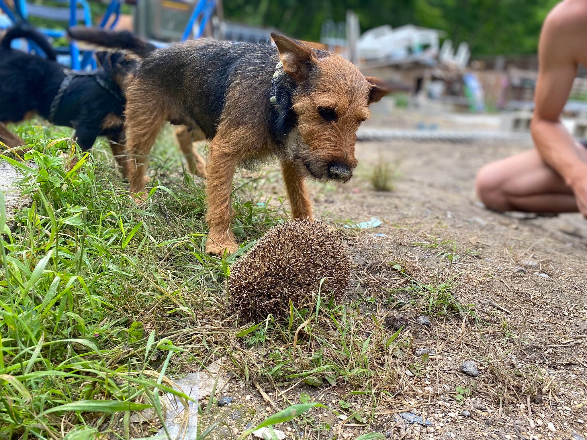 Osiris participe au concours pour gagner de l'argent avec cette photo : canidae, carnivore, companion_dog, dog, dog_breed, foot, grass, groundcover, human_leg, lakeland_terrier, plant, snout, soil, sporting_group, terrestrial_animal, terrier, wildlife, working_animal, working_dog, working_terrier