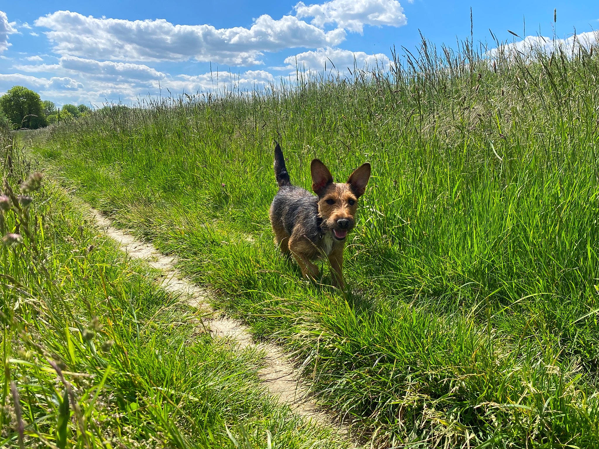 Osiris participe au concours pour gagner de l'argent avec cette photo : carnivore, cloud, dog, dog_breed, fawn, field, german_shepherd_dog, grass, grassland, herding_dog, landscape, meadow, natural_landscape, pasture, people_in_nature, plant, plant_community, prairie, sky, sporting_group