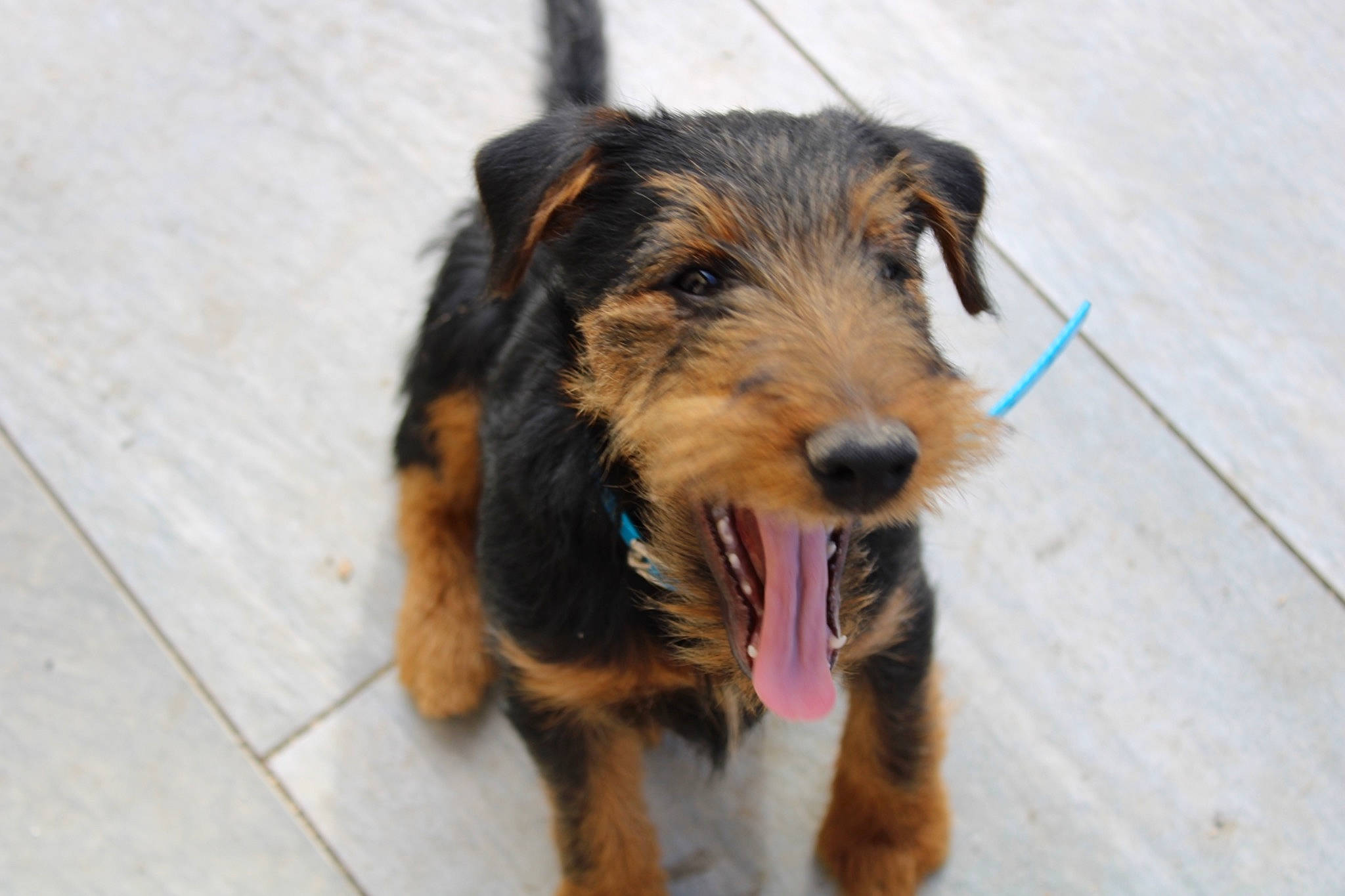 Snoopy participe au concours pour gagner de l'argent avec cette photo : canidae, carnivore, companion_dog, dog, dog_breed, eye, flooring, fur, puppy, small_terrier, sporting_group, terrier, welsh_terrier, working_animal, working_dog