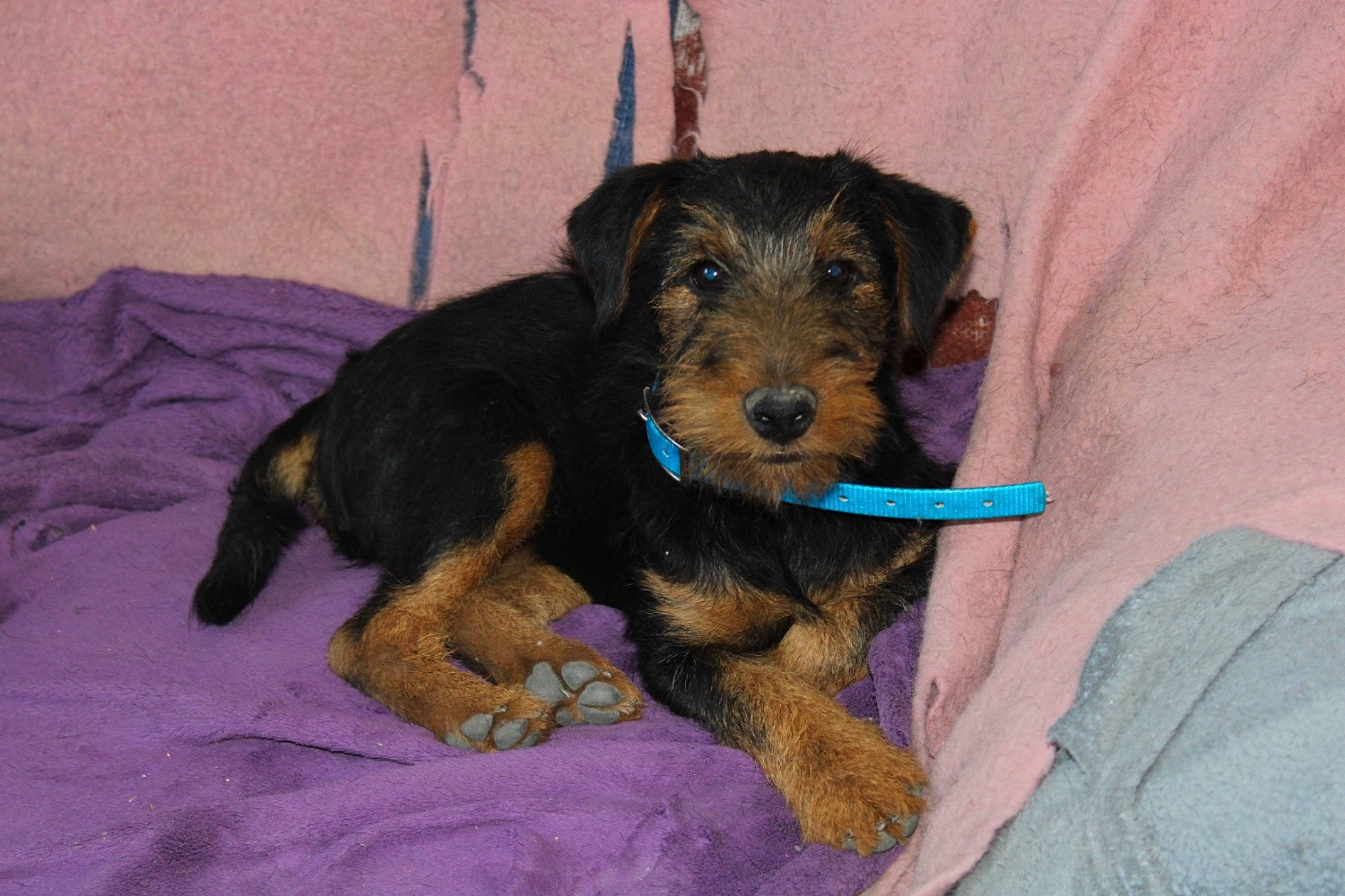 Snoopy participe au concours pour gagner de l'argent avec cette photo : airedale_terrier, canidae, carnivore, companion_dog, dog, dog_breed, fur, irish_terrier, lakeland_terrier, small_terrier, snout, sporting_group, terrier, toy_dog, welsh_terrier, working_animal, working_dog, working_terrier