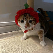 Sunshine is registered to the contest to win money with this photo: animal, cat, closeup, collar, costume, curious, cute, domestic, exploring, eyes, feline, floor, fur, hat, indoor, paws, pet, playful, texture, whiskers