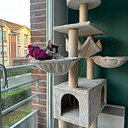Chaussette a rejoint le concours — aidez-le/la à gagner de superbes lots ! cat, cat_tree, plush, toy, knitted_fish, window, brick_wall, residential_building, balcony, daylight, indoor, pet, relaxed, feline, hammock, scratching_post, cozy, home, green_wall, heater