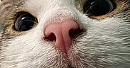 Chaussette participe au concours pour gagner de l'argent avec cette photo : cat, close_up, face, pink_nose, whiskers, fur, eyes, curious, pet, animal, domestic_cat, cute, indoor, portrait, muzzle, tabby, white_fur, macro, whiskers_closeup, feline
