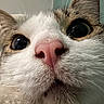cat, close_up, face, pink_nose, whiskers, fur, eyes, curious, pet, animal, domestic_cat, cute, indoor, portrait, muzzle, tabby, white_fur, macro, whiskers_closeup, feline