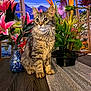 Silvie is registered to the contest to win money with this photo: cat, kitten, tabby, fluffy, table, wooden_table, flowers, vase, pink_flowers, green_leaves, indoor, decor, window, scenic_view, nature, plant, curious, sitting, feline, pet
