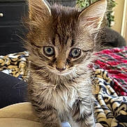 Silvie is registered to the contest to win money with this photo: kitten, cat, pet, feline, fluffy, cute, indoor, home, blanket, curious, young, animal, fur, whiskers, ears, eyes, soft, cozy, domestic, portrait