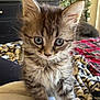 kitten, cat, pet, feline, fluffy, cute, indoor, home, blanket, curious, young, animal, fur, whiskers, ears, eyes, soft, cozy, domestic, portrait
