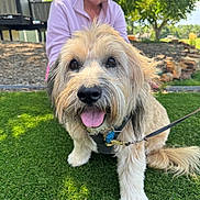 Jamie joined the competition — help win amazing prizes! dog, pet, animal, grass, leash, person, cap, sunglasses, outdoor, sunlight, tree, smiling, happy, fur, tongue, greenery, park, playing, walking, nature