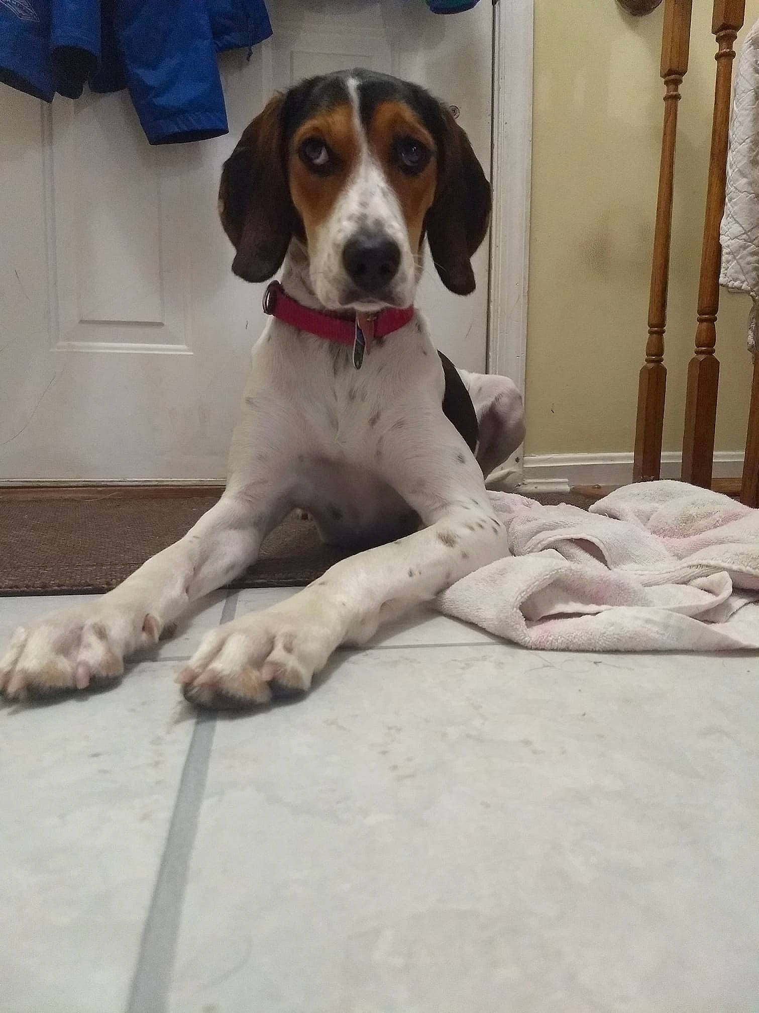 Rosie is registered to the contest to win money with this photo: canidae, carnivore, collar, companion_dog, dog, dog_breed, dog_collar, dog_supply, hound, hunting_dog, lamp, paw, pet_supply, snout, sporting_group, working_animal