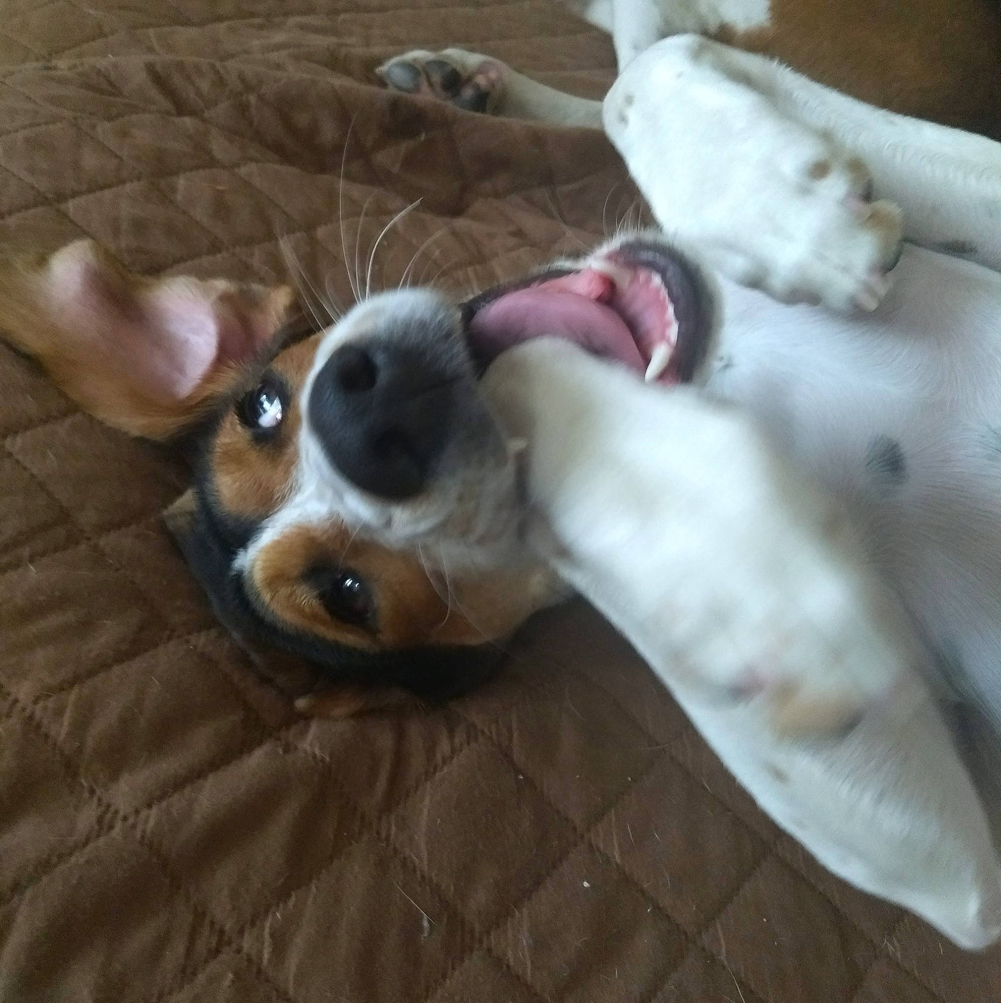 Rosie joined the competition — help win amazing prizes! canidae, carnivore, comfort, companion_dog, couch, dog, dog_breed, fawn, fur, linens, mammal, non_sporting_group, paw, puppy_love, snout, sporting_group, toy_dog, whiskers, wood, working_animal