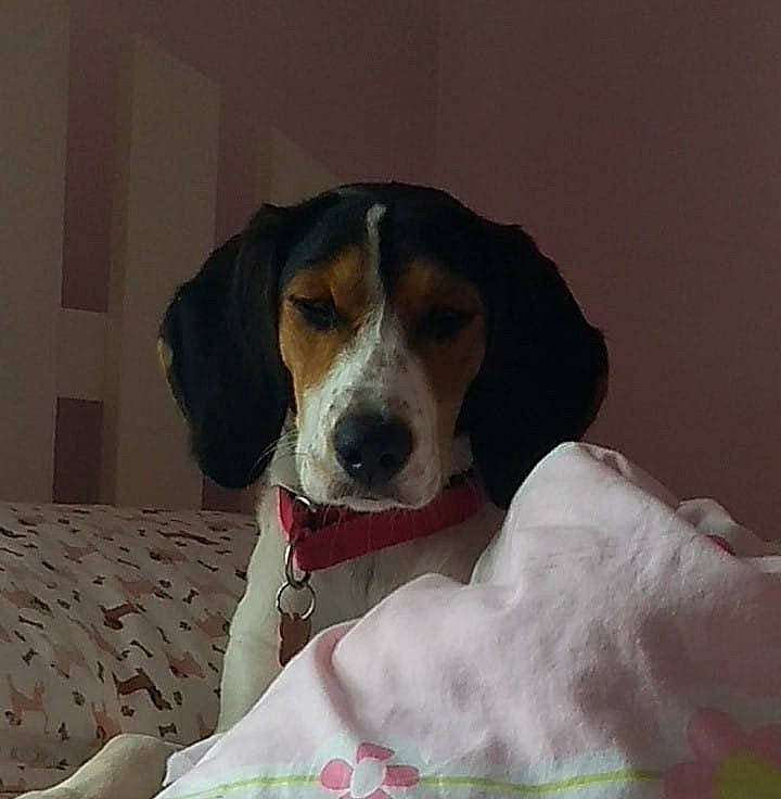 Rosie joined the competition — help win amazing prizes! ball, beagle_harrier, beaglier, canidae, carnivore, collar, comfort, companion_dog, dog, dog_breed, dog_supply, finnish_hound, hound, hunting_dog, paw, puppy, scent_hound, snout, sporting_group, working_animal