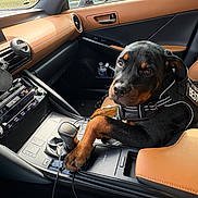 Drogon is registered to the contest to win money with this photo: black_and_tan, canine, car_interior, casual, curious_eyes, dashboard, dog, gear_shift, inside_car, leather_seat, modern, pet, puppy, resting_paw, rottweiler, seat, side_mirror, water_bottle, window, young_dog